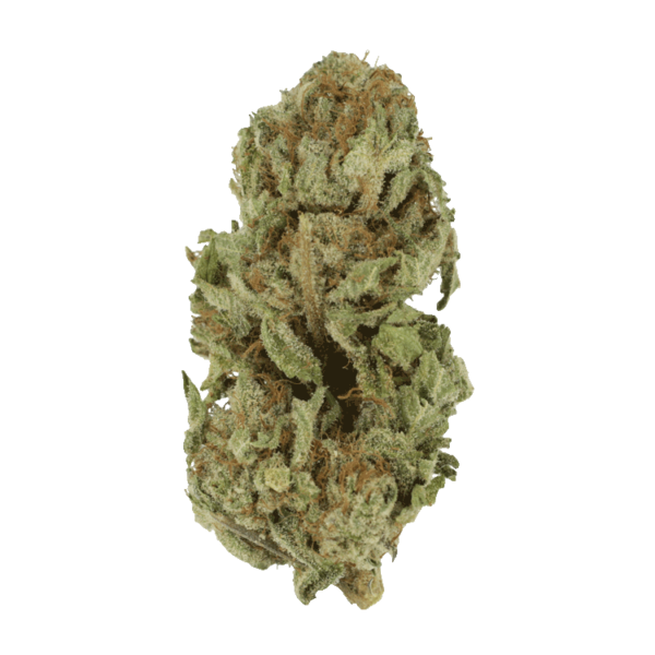 Golden Goat | Speed Greens Canada