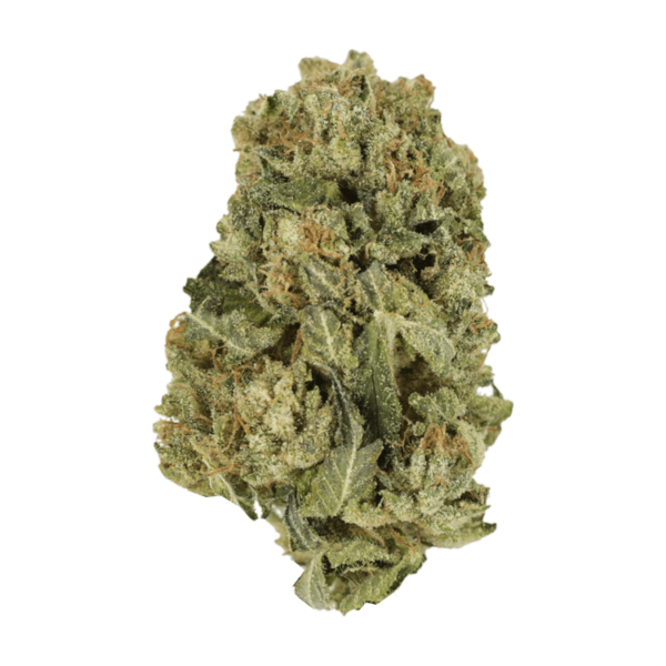 Black Domina | Speed Greens Canada