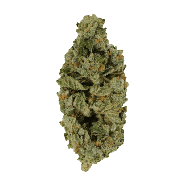 Crazy Glue | Speed Greens Canada