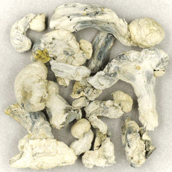 Cambodian Psilocybe Cubensis | Speed Greens Canada