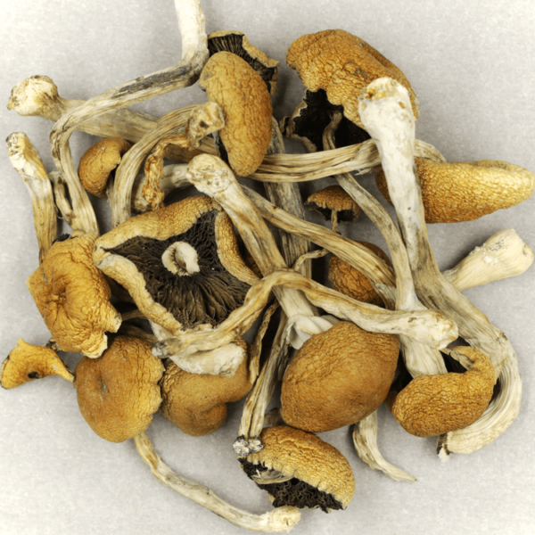 Cambodian Psilocybe Cubensis | Speed Greens Canada