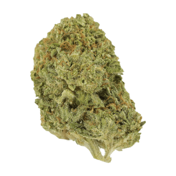 Mango Cream | Speed Greens Canada