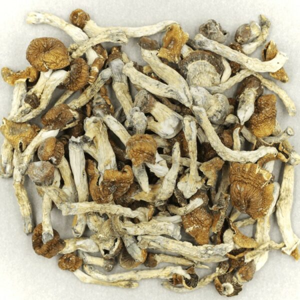 Florida White | Speed Greens Canada