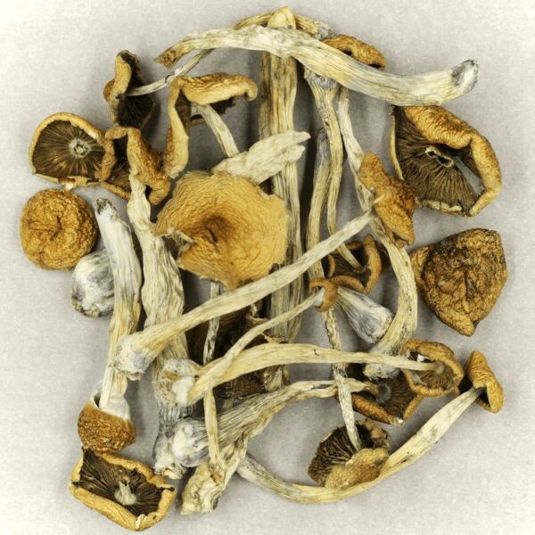 Psilocybe Cubensis Mexicana | Speed Greens Canada