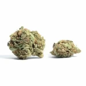 White Truffle (Popcorn) | Speed Greens Canada