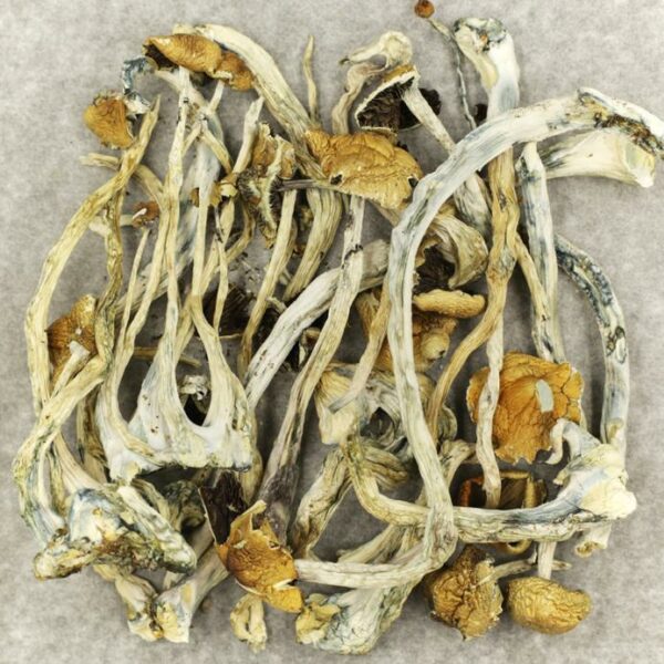 Amazonian Cubensis | Speed Greens Canada