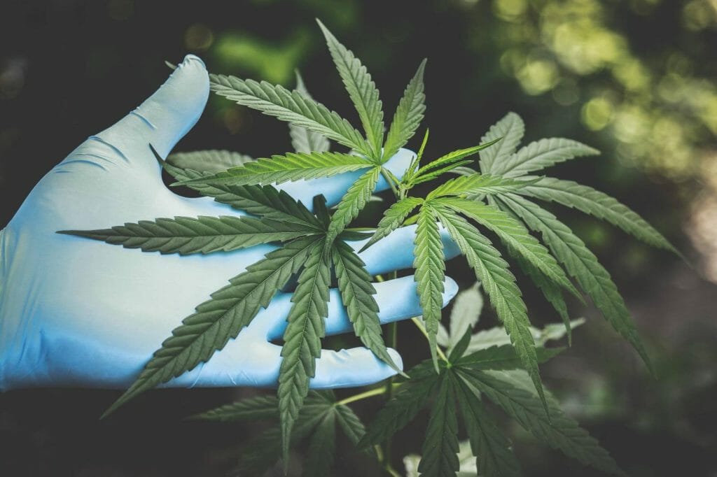 Buy cannabis Online Grasslife | Speed Greens Canada