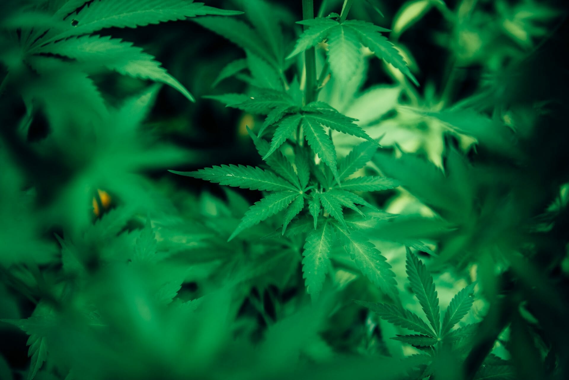 wholesale Cannabis | Speed Greens Canada